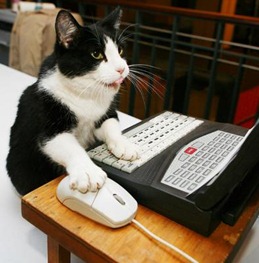 cat