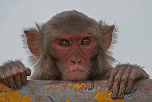 Rhesus