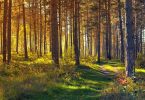 foresta