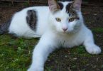 gatto
