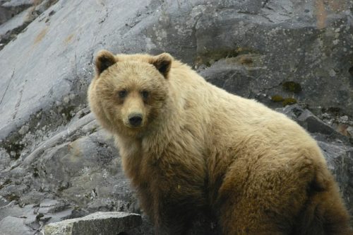 orso