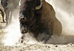 bisonte