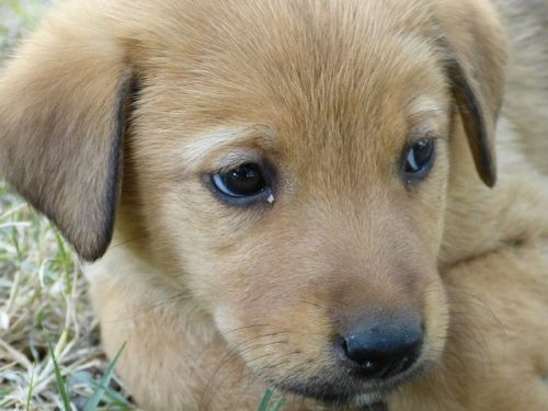 cucciolo