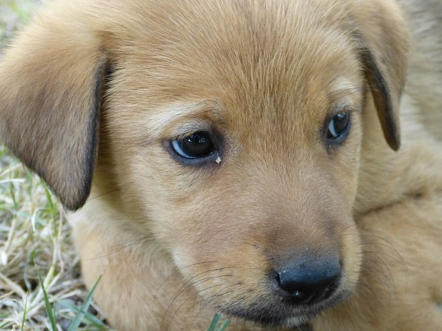 cucciolo