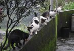 la città dei gatti - Foto da http://www.flickr.com/photos/carsonfu/4337052575/