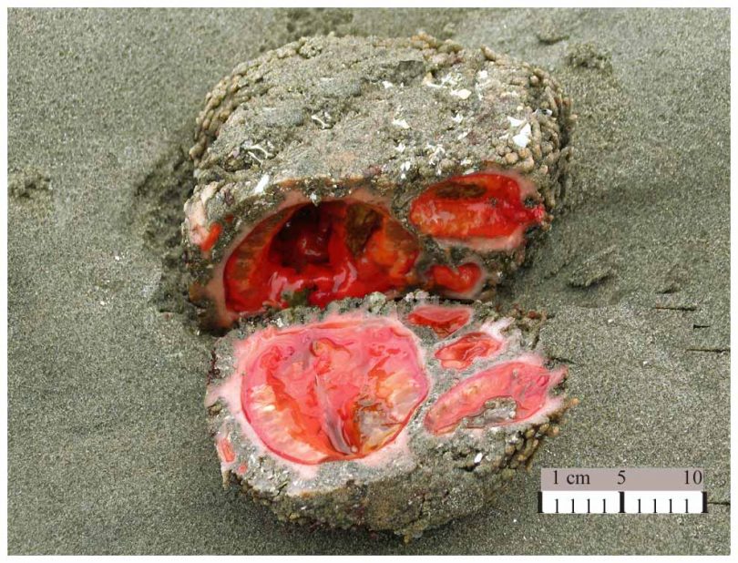 Pyura chilensis - le rocce viventi