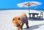 da Paw Seasons vacanze di lusso per cani