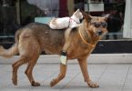 gatto cavalca cane con occhiali da sole