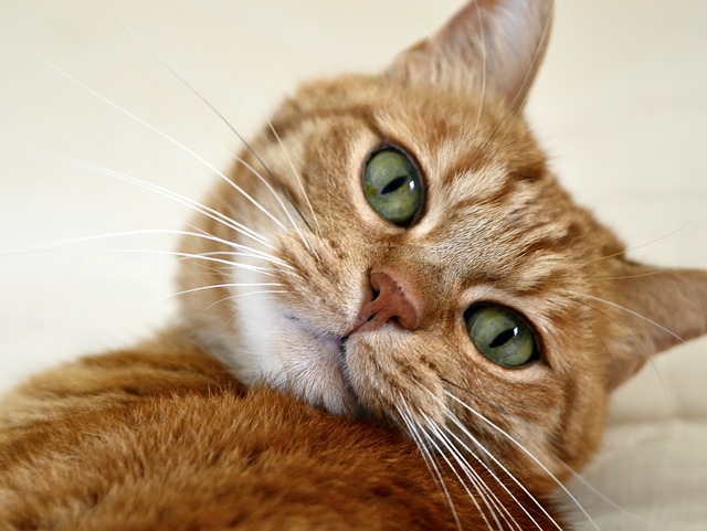 i gatti non assaggiano il cibo per gatti