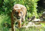 la tigre non è un animale da fare arrabbiare