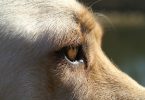 lo sguardo e soprattutto l olfatto dei cani antidroga al servizio dei genitori