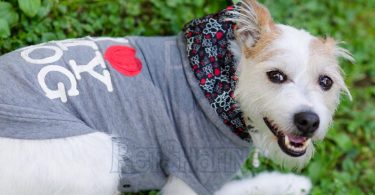 petsharing è il nuovo servizio contro l'abbandono degli animali - foto da petsharing.it