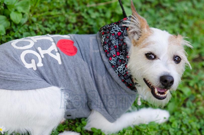 petsharing è il nuovo servizio contro l'abbandono degli animali - foto da petsharing.it