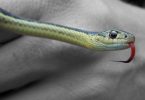 un serpente può veramente sbucare dal water