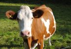 una mucca può cadere dal cielo - e uccidere un uomo