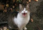 cosa intende un gatto che miagola