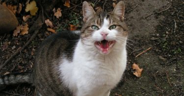 cosa intende un gatto che miagola