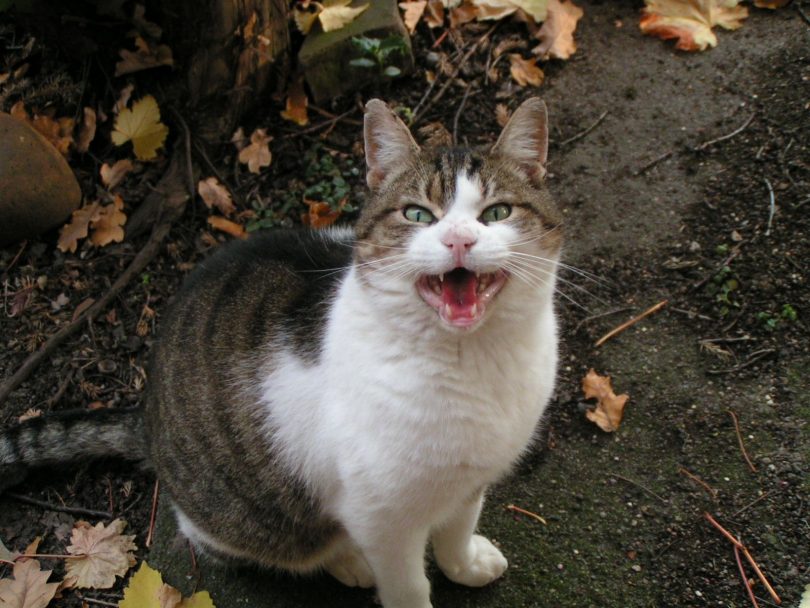 cosa intende un gatto che miagola