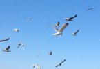 gli uccelli conoscono i limiti di velocità meglio degli uomini