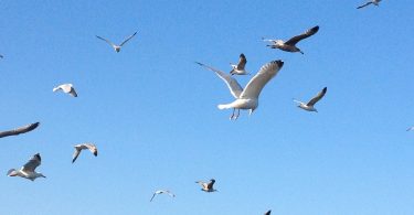 gli uccelli conoscono i limiti di velocità meglio degli uomini