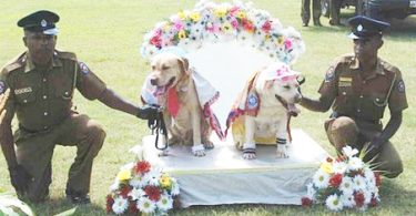 due dei cani poliziotto fatti sposare in sri lanka
