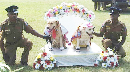due dei cani poliziotto fatti sposare in sri lanka