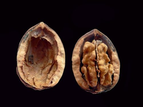 le dimensioni delle noci naturali di un uomo influenzano il suo modo di essere padre