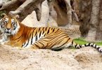 le tigri sono animali maestosi ma non è in genere consigliabile averli come animali domestici