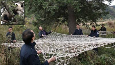 i pompieri al salvataggio del panda