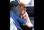 il cane tommy in auto con il suo padrone