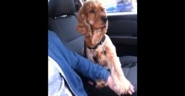 il cane tommy in auto con il suo padrone
