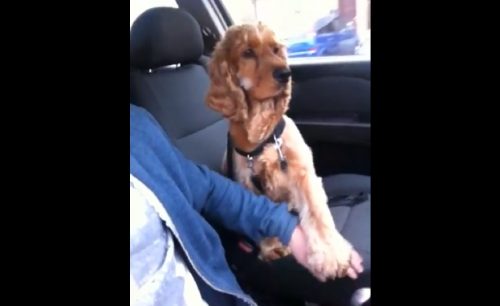 il cane tommy in auto con il suo padrone