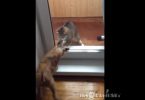 non è chiaro se cane e gatto stiano giocando o litigando realmente