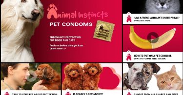 preservativi per animali - sembra impossibile ed infatti lo è