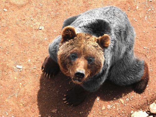 se un orso vi prende di mira può essere decisamente una brutta esperienza