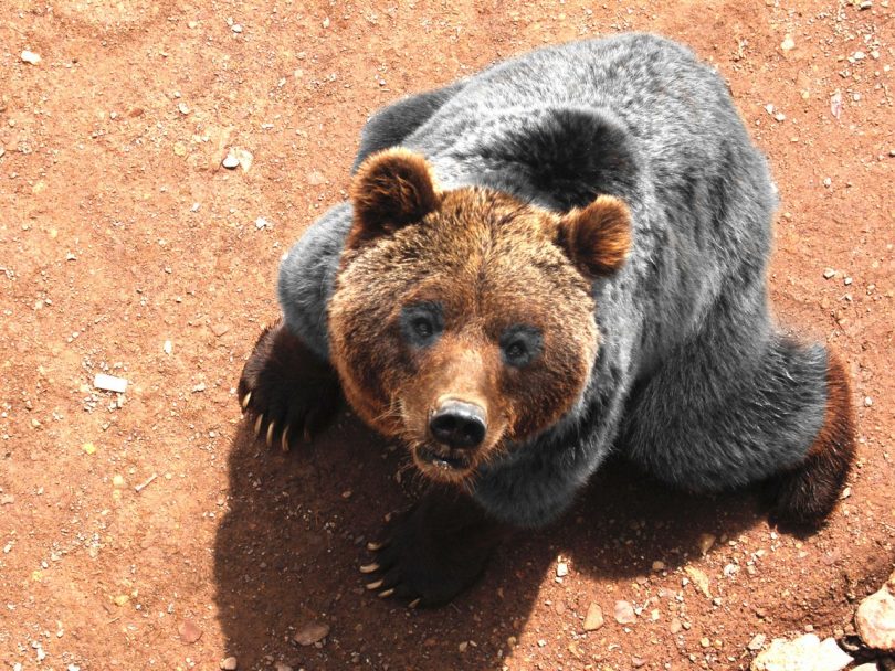 se un orso vi prende di mira può essere decisamente una brutta esperienza