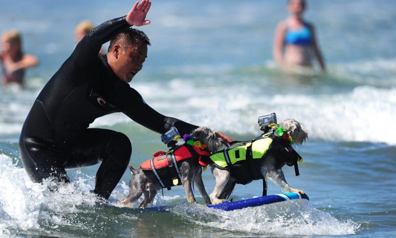 un momento del quinto campionato di surf per cani