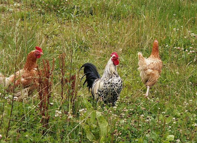 l'alimentazione delle galline influenza le uova