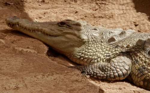 in ogni caso non è il caso di tenerne uno in casa