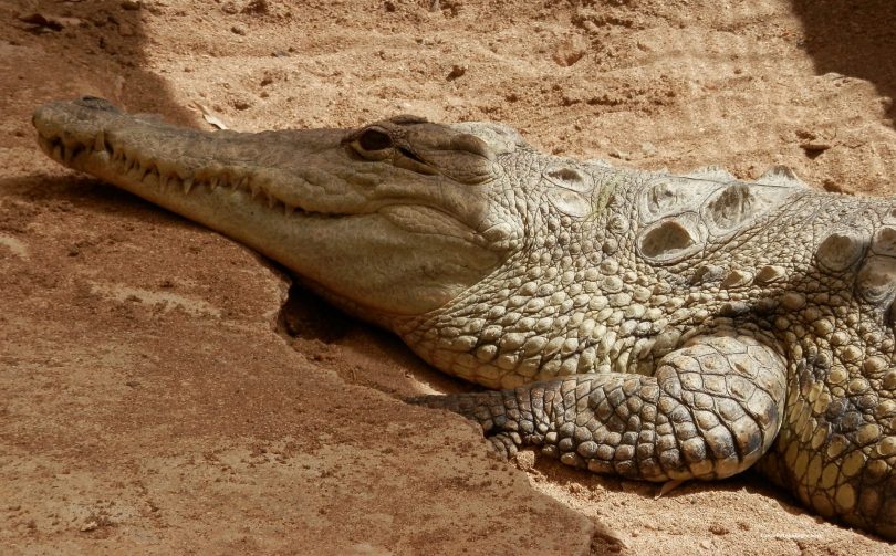 in ogni caso non è il caso di tenerne uno in casa