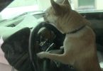 quando si dice guidare da cani