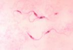 Trypanosoma - da wikipedia