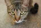 anche questo gatto sembra perplesso di fronte all'accaduto