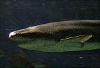 un esemplare di squalo manzo nasolargo - da wikipedia