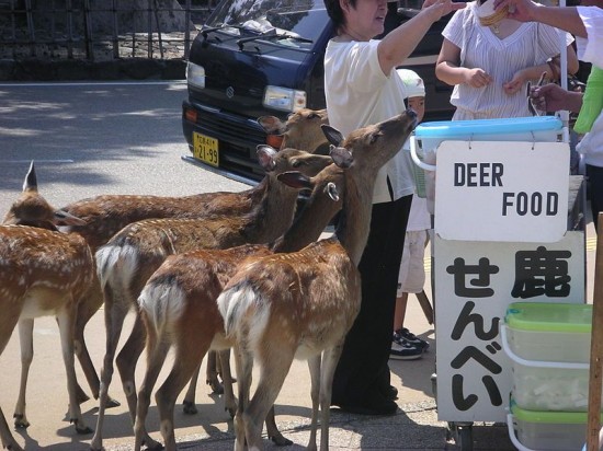 i cervi di Miyajima