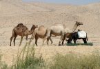 le loro puzzette forse alterano l'ambiente