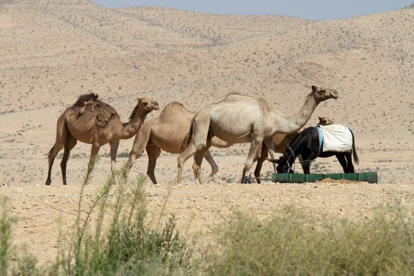 le loro puzzette forse alterano l'ambiente