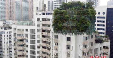 le piante nascondono due piani abusivi
