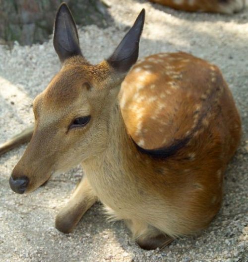 un cervo a Miyajima - non ha paura a farsi avvicinare