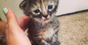 la foto del gatto